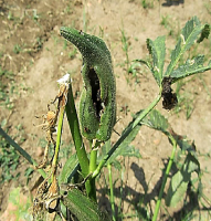 7981idea99okra_shoot_and_fruit_borer.png