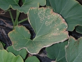 878idea99squash_anthracnose.jpg