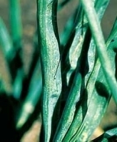 9400idea99thrips.jpg