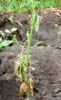 9559idea99okra_wilt.jpg