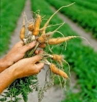 9789idea99carrot_nematodes.jpg