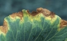 9857idea99cabbage_Black_rot.jpg