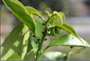 Aphids & Mealy Bugs