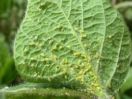 Aphid