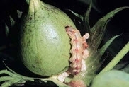 American Bollworm cotton.jpg American Bollworm cotton.jpg