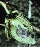 Anthracnose cotton.jpg Anthracnose cotton.jpg