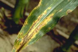 Anthracnose