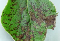 Bacterial Blight