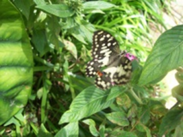 Bael Butterfly