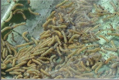बालों वाली सूण्डी