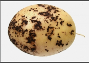 BLACK_SCURF potato.png BLACK_SCURF potato.png