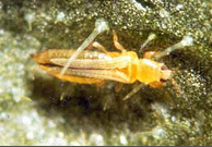 Blossom Thrips