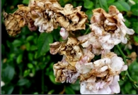 Botrytis Fruit Rot