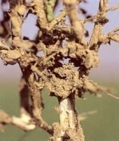 Termite
