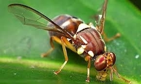 Bottle Gourd Fruit Fly.jpg