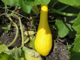 Bottle Gourd Mosaic.jpg