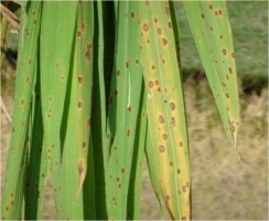 Brown Leaf Spot