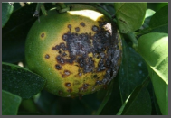 Citrus Canker