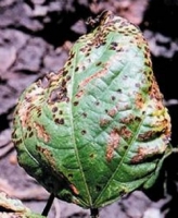 cercospora leaf spot