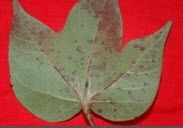 Cercospora leaf spot cotton.jpg Cercospora leaf spot cotton.jpg