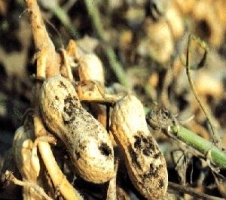 Collar-rot and seed rot
