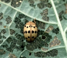 Epilanchna Beetle