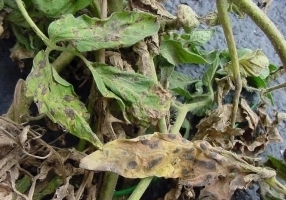 Early Blight