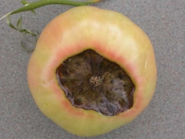 Fruit Rot