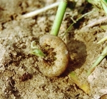 Army and Cutworm