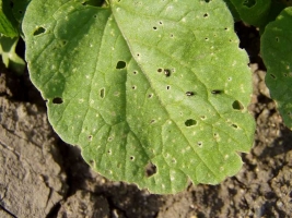 Flea beetles and mustard saw fly