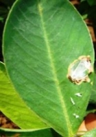 Groundnut leaf miner