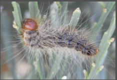 Hairy Caterpillar