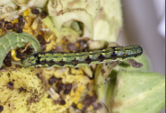 Head Borer or American Bollworm