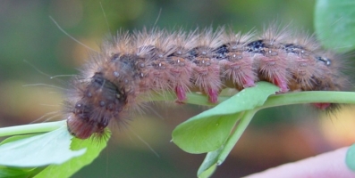 Hairy Caterpillar