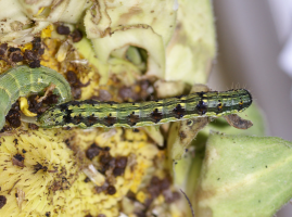 American Bollworm