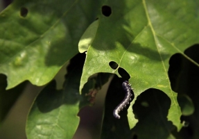 leaf eating caterpillar