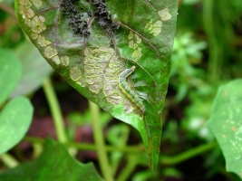 Leaf Eating Caterpillar