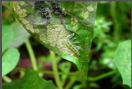 Leaf Eating Caterpillar