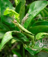 Leaf Miner