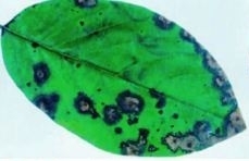 Leaf Spot