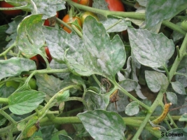 Powdery Mildew