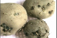 POTATO_TUBER_MOTH potato.png POTATO_TUBER_MOTH potato.png