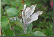 Powdery Mildew