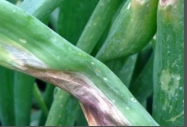 Purple Blotch And Stemphylium Blight