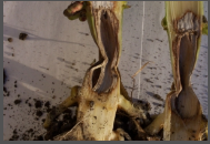 Pythium Stalk Rot