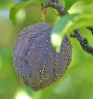 Plum Brown Rot.jpg Plum Brown Rot.jpg