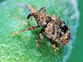 Plum Curculio (weevil).jpg