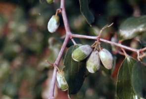 Powdery mildew