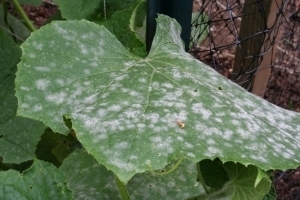 Powdery-Mildew-on-Cucumber-Leaf.jpg