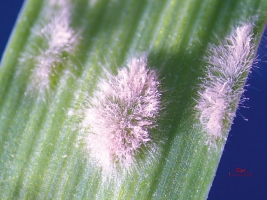 Powdery Mildew